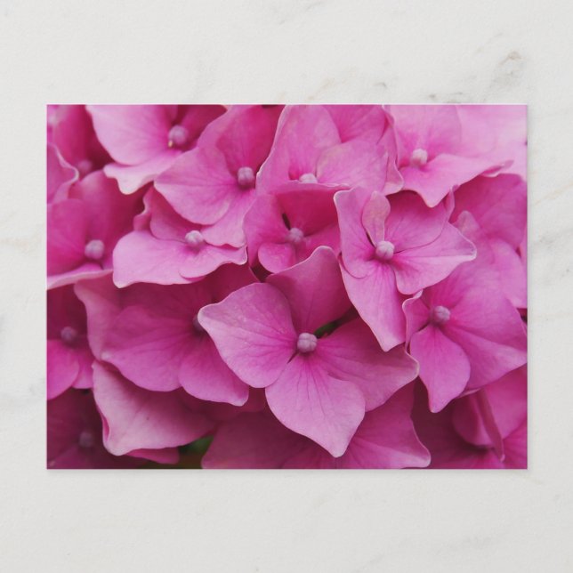 Postal Hydrangea rosa (Anverso)
