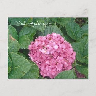 Postal Hydrangea rosa