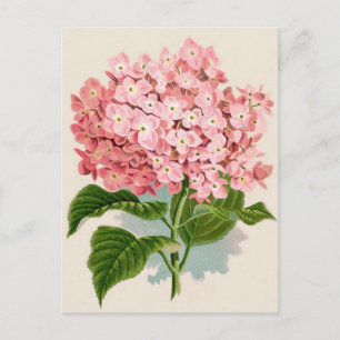 Postal Hydrangea rosa de la cosecha