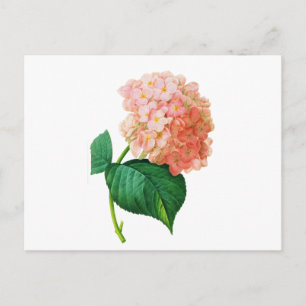 Postal Hydrangea rosa por Pierre Joseph Redoute