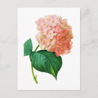 Postal Hydrangea rosa por Pierre Joseph Redoute