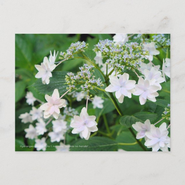 Postal Hydrangea "Sumida-no-hanabi" [Postcard] (Anverso)