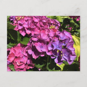 Postal Hydrangeas
