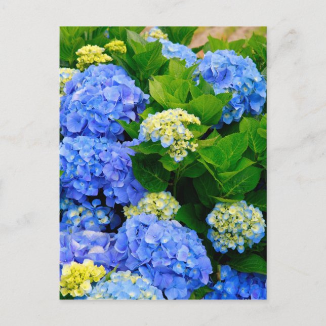 Postal Hydrangeas (Anverso)