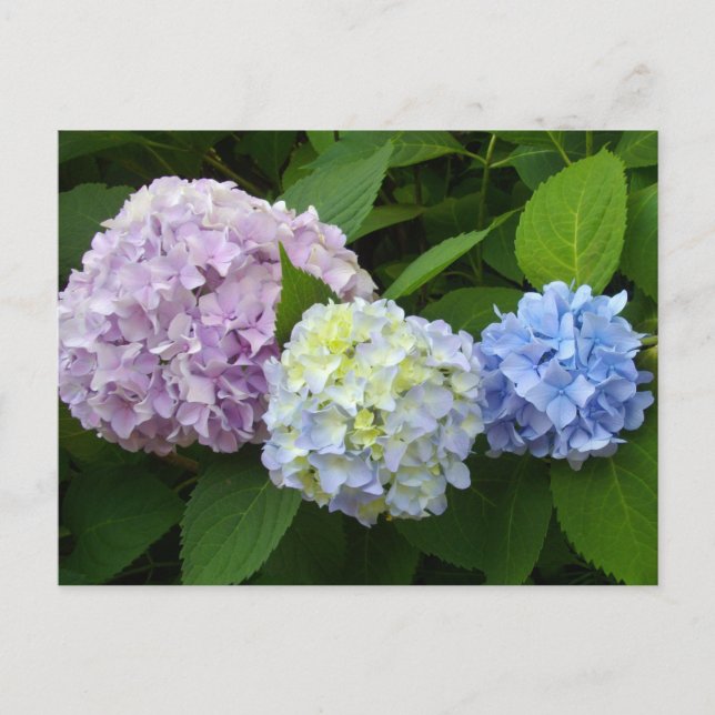 Postal Hydrangeas (Anverso)