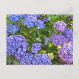 Postal Hydrangeas azul y púrpura
