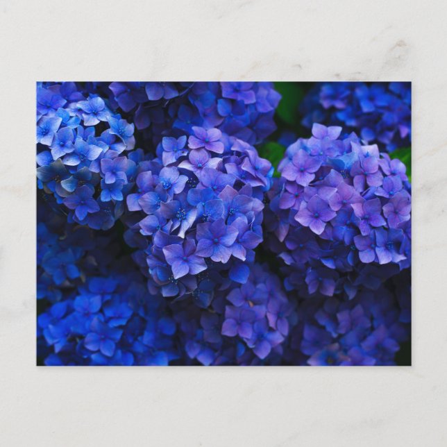 Postal Hydrangeas Azules Profundas de Italia (Anverso)