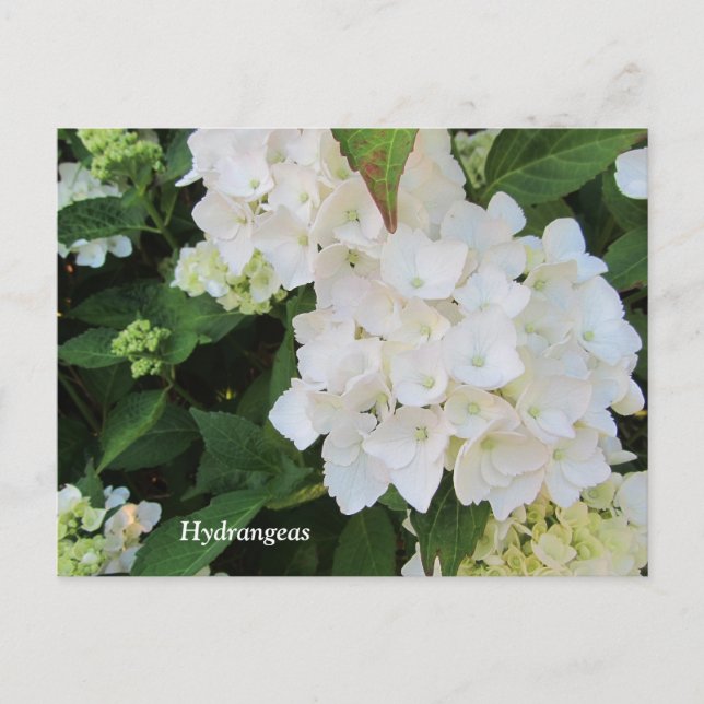 Postal Hydrangeas blancas (Anverso)