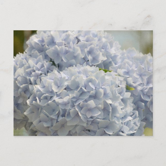 Postal Hydrangeas Blue (Anverso)