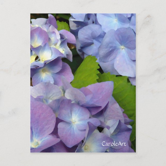 Postal Hydrangeas Blue Bluest (Anverso)