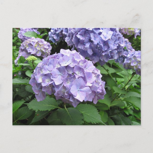 Postal Hydrangeas en los jardines de Trebah, Cornwall (Anverso)