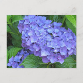 Postal Hydrangeas púrpura
