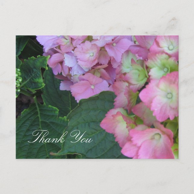 Postal Hydrangeas rosa (Anverso)