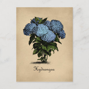 Postal Hydrangeas Vintage Botánico