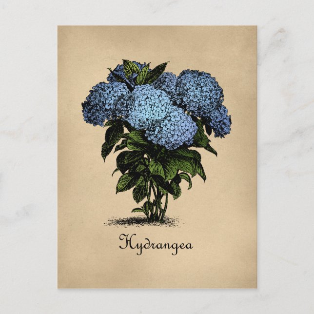 Postal Hydrangeas Vintage Botánico (Anverso)