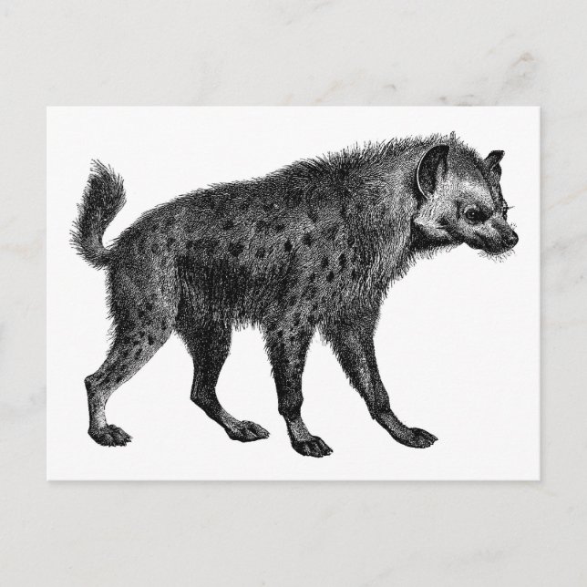 Postal Hyena (Anverso)
