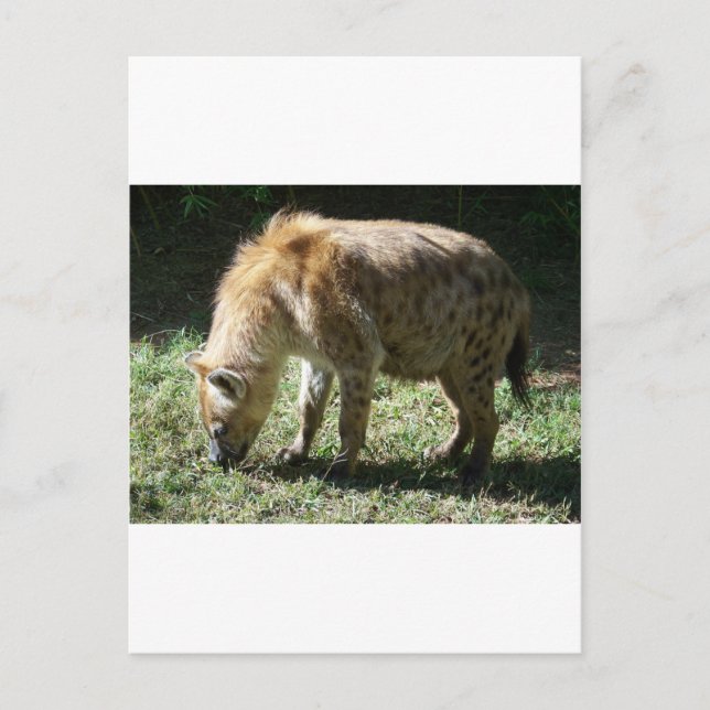 Postal Hyena (Anverso)