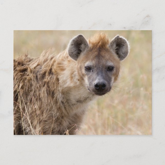 Postal Hyena (Anverso)