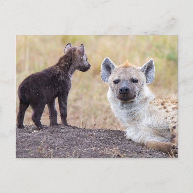 Postal Hyena con una joven (Anverso)