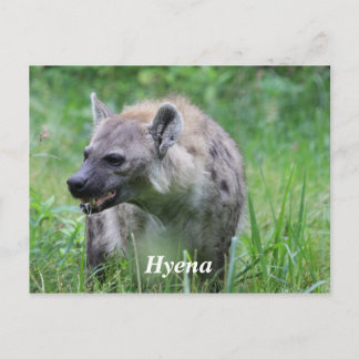 Postal Hyena en hierba