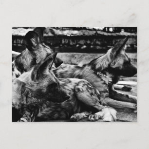 Postal Hyenas