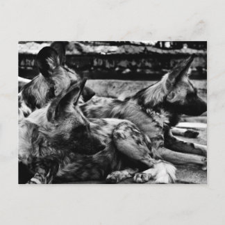 Postal Hyenas