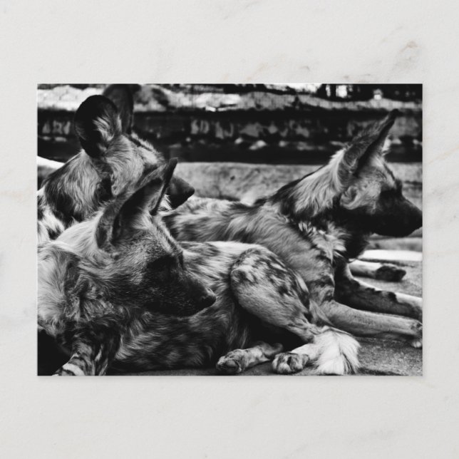 Postal Hyenas (Anverso)