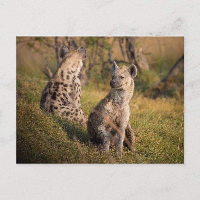 Postal Hyenas (Anverso)