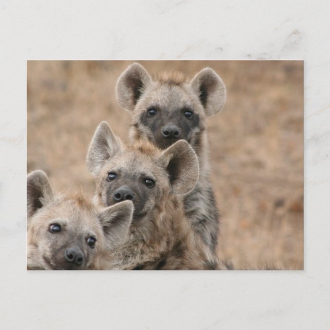 Postal Hyenas Postcard (Anverso)