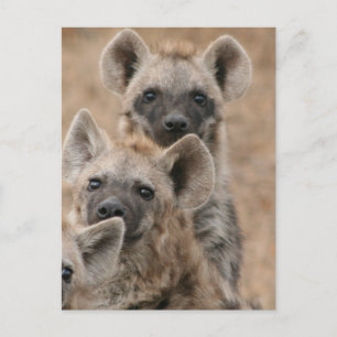 Postal Hyenas Postcard