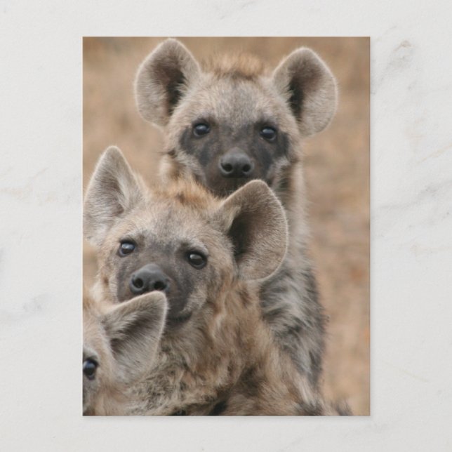 Postal Hyenas Postcard (Anverso)