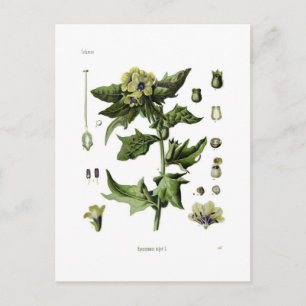 Postal Hyoscyamus niger (Henbane negro)