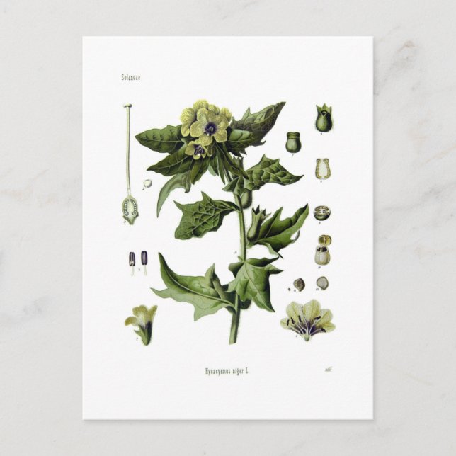 Postal Hyoscyamus niger (Henbane negro) (Anverso)
