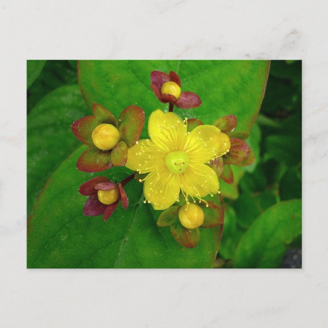 Postal Hypericum Androsaemon 01 (Anverso)