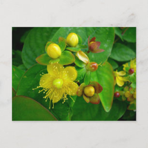Postal Hypericum Androsaemon 02