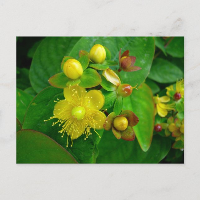 Postal Hypericum Androsaemon 02 (Anverso)