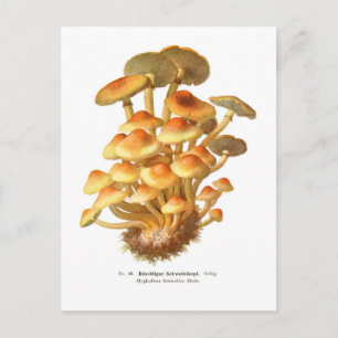 Postal Hypholoma fasciculare