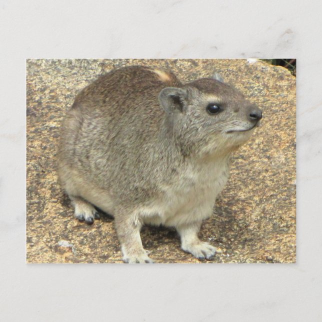 Postal Hyrax (Anverso)