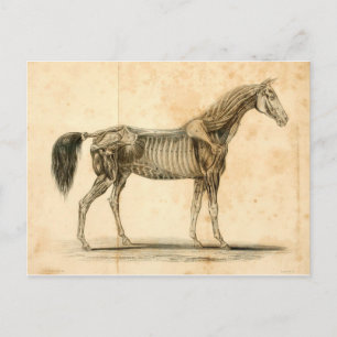 Postal I de la anatomía del caballo