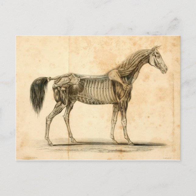 Postal I de la anatomía del caballo (Anverso)