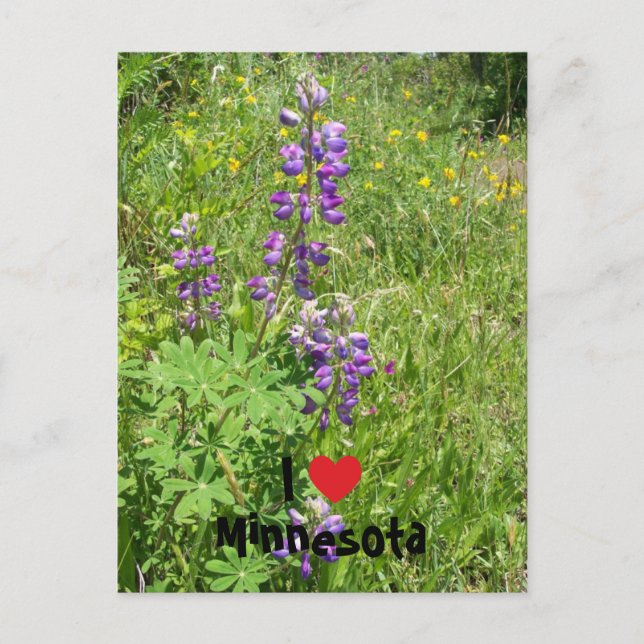 Postal I Heart Minnesota (Anverso)