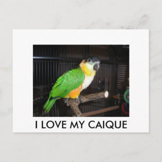 POSTAL I LOVE MY CAIQUE