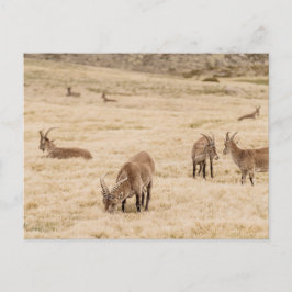 Postal Ibex Herd Grazing in Sierra de Gredos, Spain