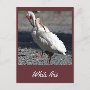 Postal Ibis blanco