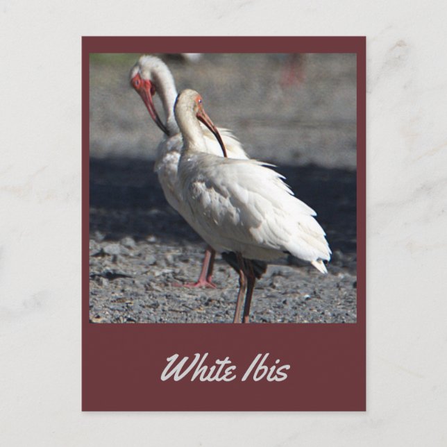 Postal Ibis blanco (Anverso)