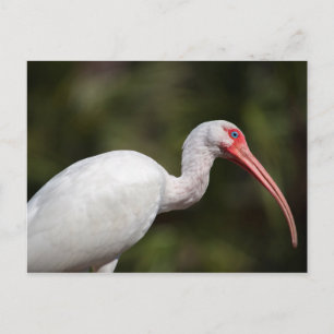 Postal Ibis blanco
