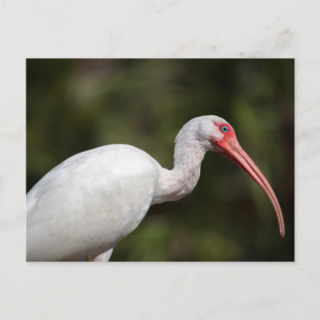 Postal Ibis blanco (Anverso)