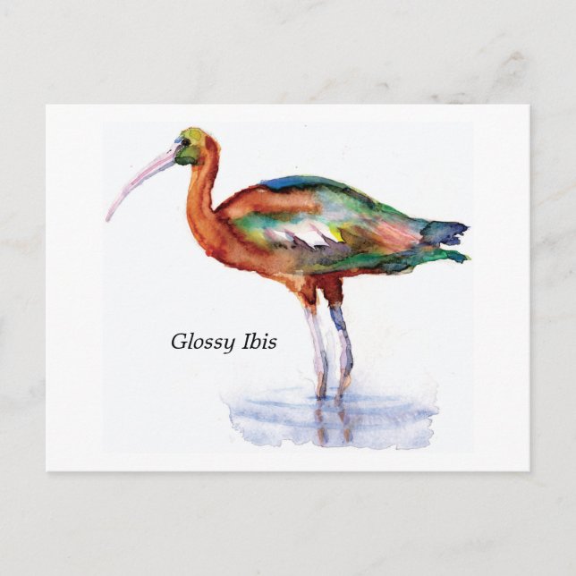 Postal Ibis brillante (Anverso)