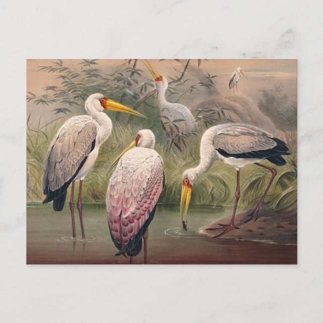 Postal Ibis de madera africana de Joseph Wolf (Anverso)
