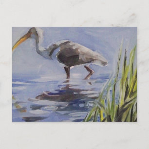 Postal Ibis en el pantano de Grassy